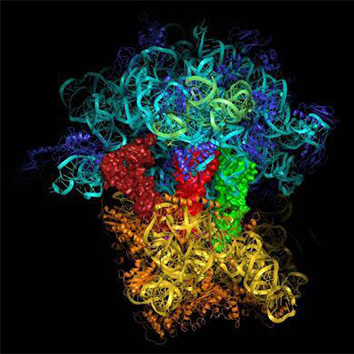 mRNA 测序