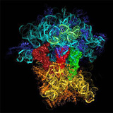 mRNA 测序