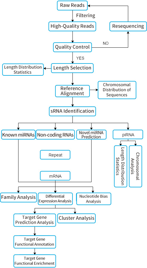 Small-RNA测序.jpg