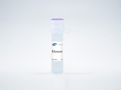 Klenow Fragment