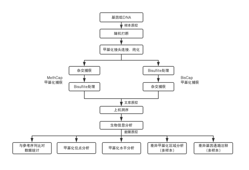 目标区域甲基化捕获