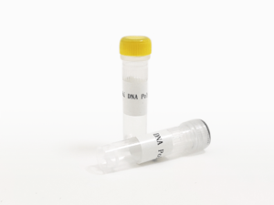 HRK phi DNA Polymerase