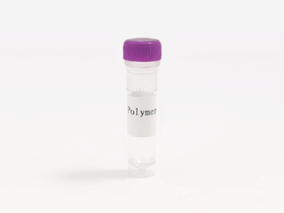 T4 DNA Polymerase