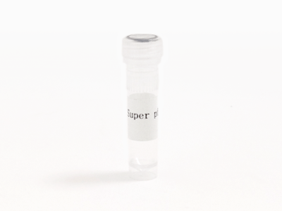 HRK Super Pfu DNA Polymerase