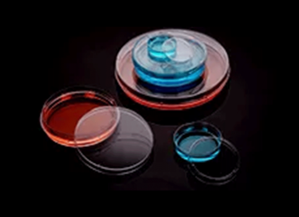 Cell Culture Dish