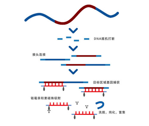 杂交洗脱-建库原理.jpg